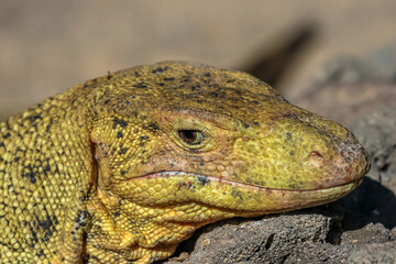 Monitor lizards are lizards in the genus Varanus, the only extant genus in the family Varanidae. 