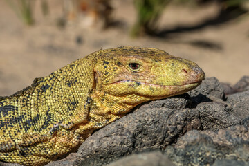 Monitor lizards are lizards in the genus Varanus, the only extant genus in the family Varanidae. 