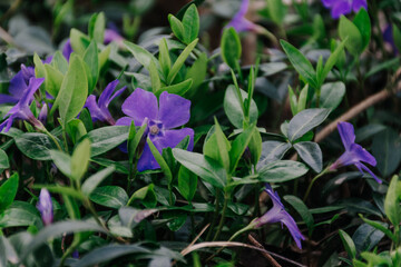 flowers in the garden,Vinca minor , Background with flowers, Blue flowering botanical periwinkle...