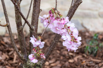 pink blossom in spring,shrub pink flowers in spring, spring red flower, blurry background with flowers