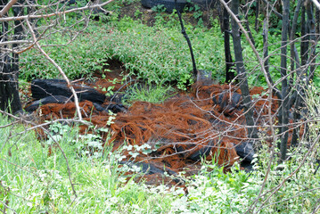 Burned Automotive Tires Discarded in Forest