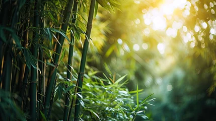Fototapeten Lush bamboo forest background, dense green bamboo stalks, tranquil nature scene © neirfy