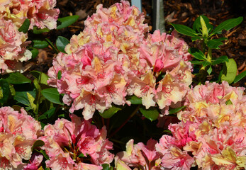 Obraz na płótnie Canvas Regentropfen auf Rhododendronblüte 