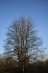 Branches of Leafless Trees seen against Early Morning Autumn Sky
