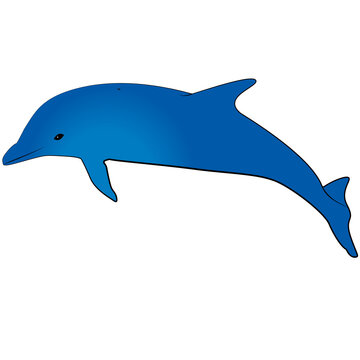 dolphin isolated on white background