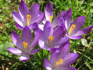 Zbliżenie na fioletowe kwiaty krokusa © Kumulugma