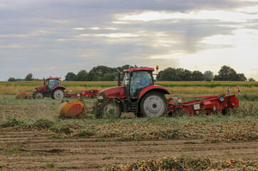 Obraz premium two tractors with machinery are threshing and harvesting onions at a field in the dutch countryside