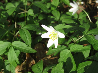 Zbliżenie na biały kwiat zawilca