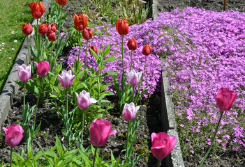 Tulpen blühen bunt im Frühlingsgarten
