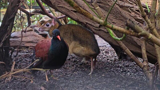 Close up of a javan mouse deer hiding under a tree on a sunny day with a quail bird walking by.