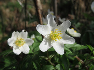 Zbliżenie na biały kwiat zawilca