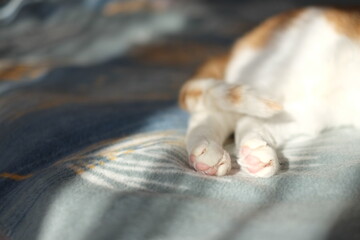 happy home cat, paws - obrazy, fototapety, plakaty