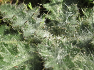 Zbliżenie na kolce rośliny z gatunku Carduus