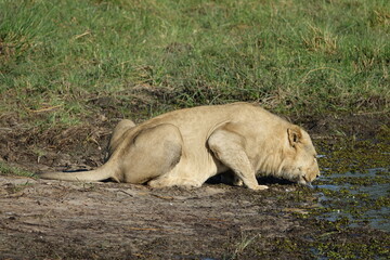 Male lion in the Okavango Delta after feeding on a Buffalo Kill