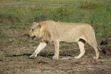 Male lion in the Okavango Delta after feeding on a Buffalo Kill
