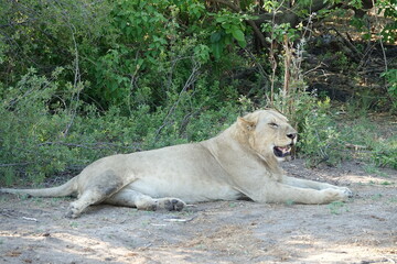 Male lion in the Okavango Delta after feeding on a Buffalo Kill