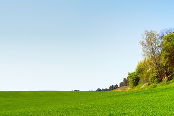 Fototapeta na wymiar Lush Green Landscape with Trees Framed Against Clear Blue Sky