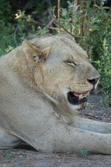Male lion in the Okavango Delta after feeding on a Buffalo Kill