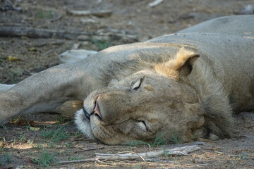 Naklejka na ściany i meble Male lion in the Okavango Delta after feeding on a Buffalo Kill