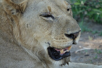 Male lion in the Okavango Delta after feeding on a Buffalo Kill
