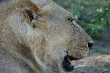 Male lion in the Okavango Delta after feeding on a Buffalo Kill