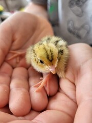 quail chick in hand