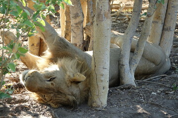 Male lion in the Okavango Delta after feeding on a Buffalo Kill