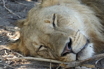 Male lion in the Okavango Delta after feeding on a Buffalo Kill