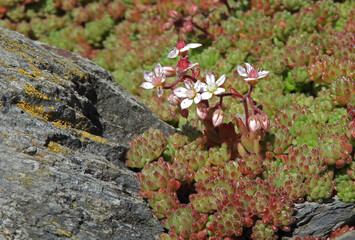 Sedum hirsutum flowering plant on the stone