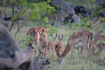 Impala in the Okavango Delta with Babies