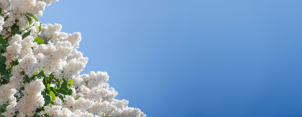 branch of white lilac against a background of blue and clear sky, ornamental bushes blooming in early spring
