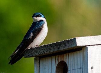 Tree swallow (Tachycineta bicolor ), perched on top of a bird house.