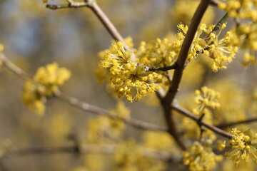 Frühling gelb 2