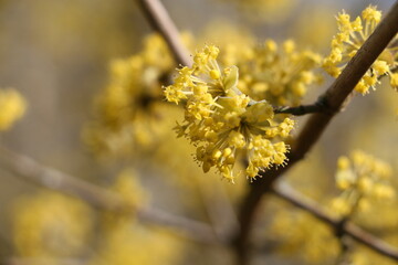 Frühling gelb 1