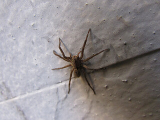 A Lycosa spider on the wall of a house