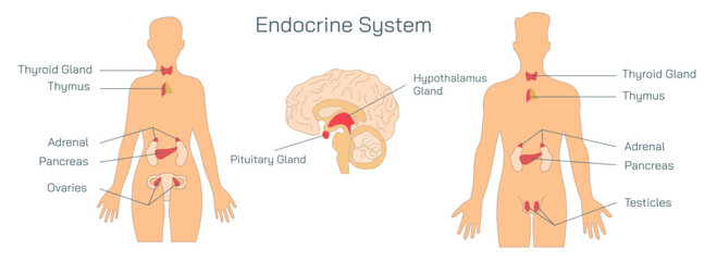 The endocrine system is in charge of creating and releasing hormones to maintain countless bodily functions. Endocrine tissues include your pituitary gland, thyroid, pancreas and others vector.