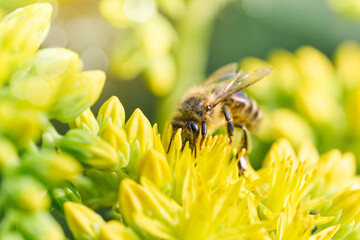 Bee on yellow flower. Defocused nature yellow and green background.
- 754529536