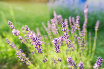Lavender flower blooming scented field. Bright natural background.	 - 754529564
