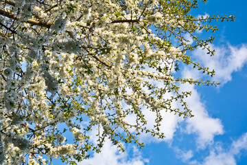 Cherry tree blooming against the sky