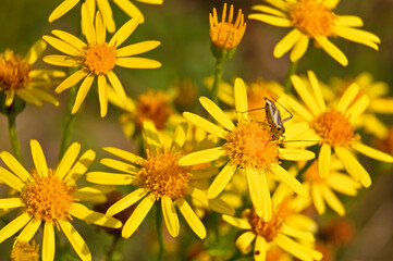 Insect on yellow flowers in a meadow