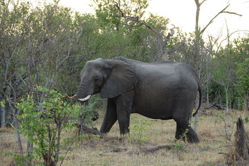 Elephants of the Okavango Delta