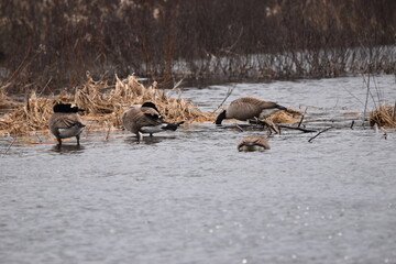 Marais Kingsbury 9 Mars 2024