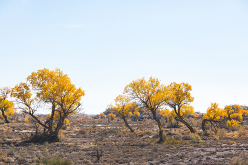 Turanga or poplar variegated grove in Altyn Emel National Park. Kazakhstan - 754532328