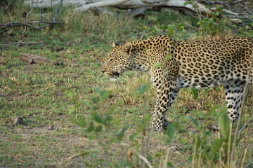 Leopard in the Okavango Delta with a Tree Squirrel Kill