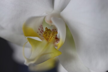 Falenopsis ćmówka Phalaenopsis orchidea - obrazy, fototapety, plakaty