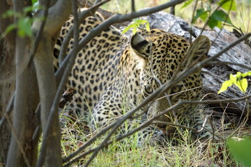 Leopard in the Okavango Delta with a Tree Squirrel Kill