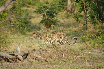 Leopard in the Okavango Delta with a Tree Squirrel Kill