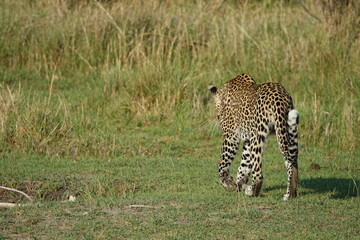 Leopard in the Okavango Delta with a Tree Squirrel Kill