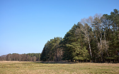 Photo of a forest against the blue sky. - 754533138