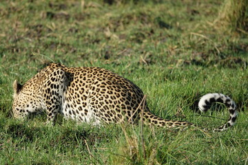 Leopard of the Okavango Delta with a Tree Squirrel Kill